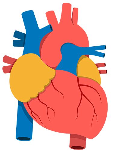 Home Cardiosmart American College Of Cardiology