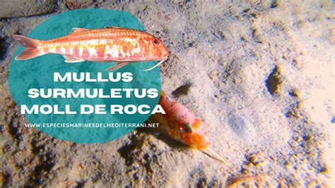 Mullus Surmuletus Moll De Roca De Mida Gran YouTube