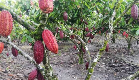 Cacao Híbrido Ccn 51 Cuenta Con Certificación De Calidad Ministerio De Agricultura Y Ganadería