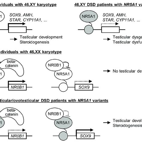 Putative Mechanisms Underlying 46 XY Disorders Differences Of Sex