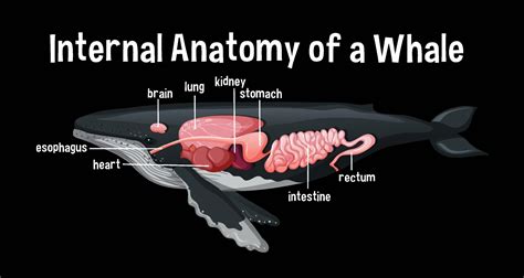 Internal Anatomy of a Whale with label 1945627 Vector Art at Vecteezy