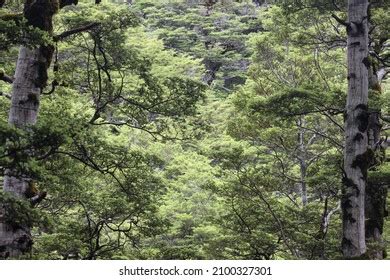 New Zealand Native Trees Plants Stock Photo 2100327301 | Shutterstock