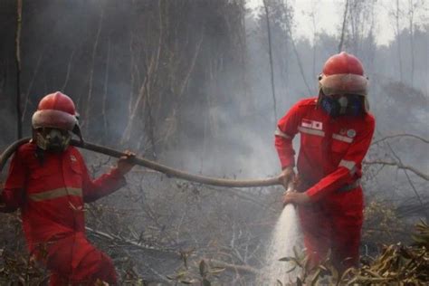 99 Persen Karhutla Terjadi Ulah Manusia Sisanya Faktor Alam