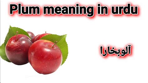 Plum Meaning In Urdu Plum Ko Urdu Mein Kya Kahte Hai Plum Ka Urdu