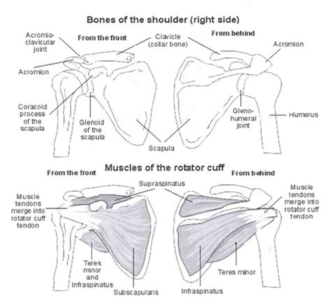 shoulder impingement rotator cuff injury  inflammation  decisions