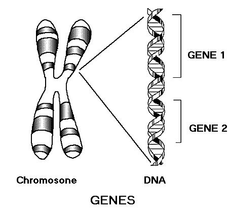Computational Neuroscience and Gene Circuits 