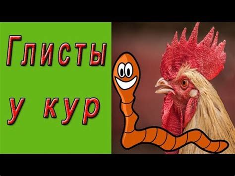 Глисты у кур - первые признаки и лечение. - YouTube