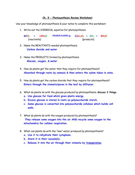 Photosynthesis Cellular Respiration Worksheet Answers