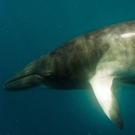 Minke Whale Suffolk Biodiversity Information Service