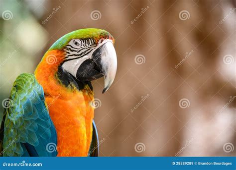 Green And Orange Macaw Bird Royalty Free Stock Images - Image: 28889289