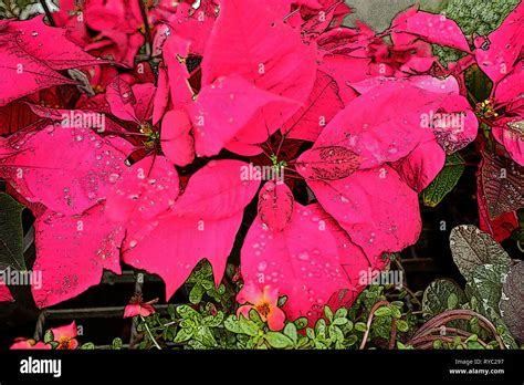 RED POINSETTIA PLANT Stock Photo - Alamy