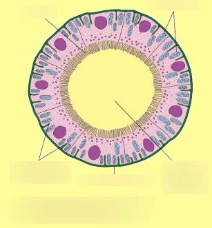 Distal Convoluted Tubule Diagram