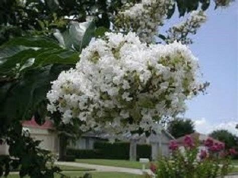 30 White Crape Myrtle Tree / Drought Tolerant / Shrub / Perennial / Flower Seeds. - Etsy