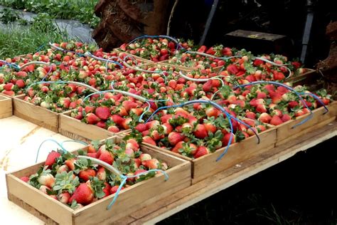 Morango Variedade Monterey Caracter Sticas Mudas E Nome Cientifico