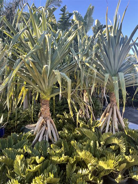 Pandanus Screw Pine Bamboo South Coast