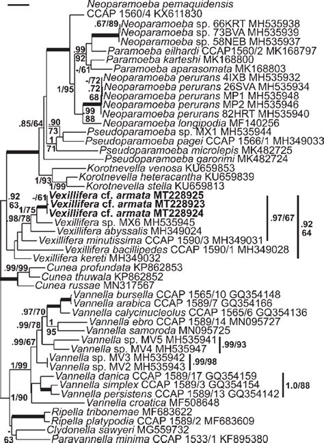 Maximum Likelihood Phylogenetic Tree Of Dactylopodida With Vannellida