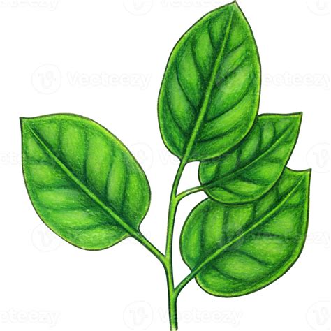 hand drawn lemon leaves 21381456 PNG