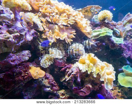 Exotic Saltwater Fish Image & Photo (Free Trial) | Bigstock