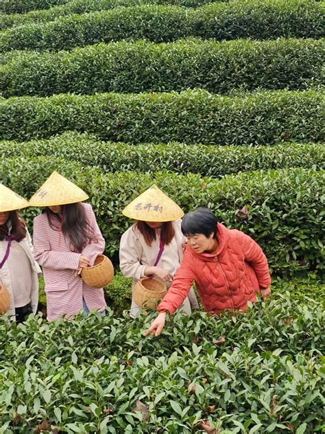 Hangzhou Longjing Tea Culture Half-Day Tour (Tea Picking + Tea Roasting