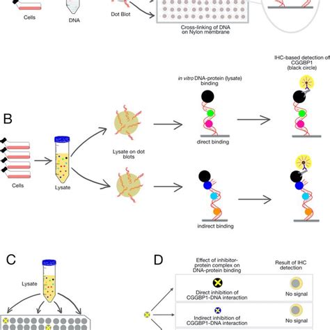 A Schematic Representation Of The Dot Blot And Immunodetection Dbid