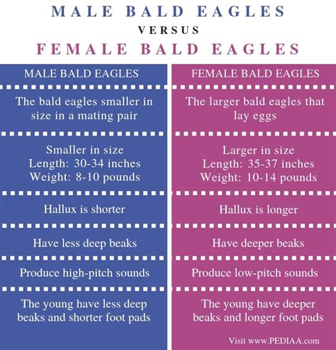 What is the Difference Between Male and Female Bald Eagles - Pediaa.Com