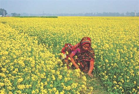 Mustard Farming Increasing In Northern Districts The Daily Star