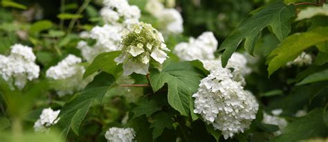 Pruning the Oakleaf Hydrangea – Bakker.com