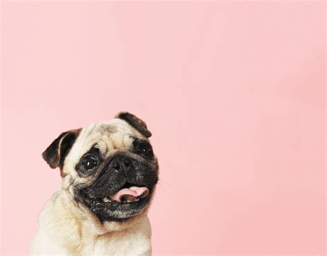 The Pug: History, Personality, Grooming and Care – Dogster