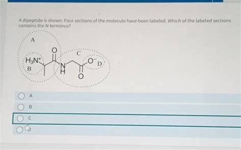 A dipeptide is shown. Four sections of the molecule have been labeled ...