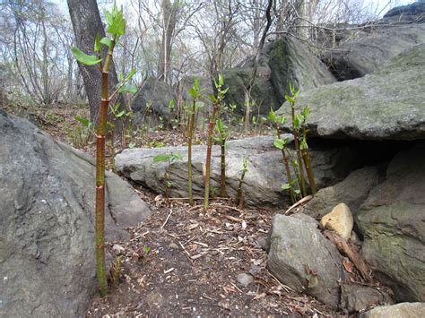 66 Square Feet Plus Eating Japanese Knotweed