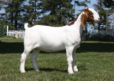 Windy Hill Farm Boer Goat Doe Approx Five Months Of Age Boer Goats