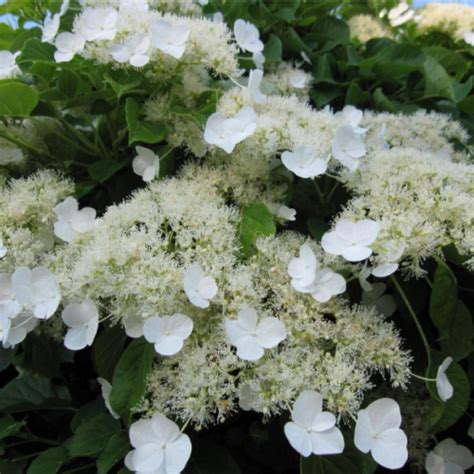 Гортензия плетистая черешковая