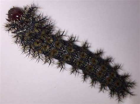 Large Caterpillars of North America | Wildlife Insight