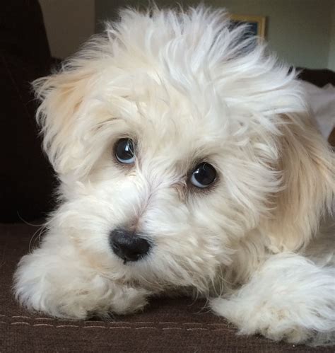 Eloise The Papichon Bichon Frise Papillon Mix Hybrid Papichons