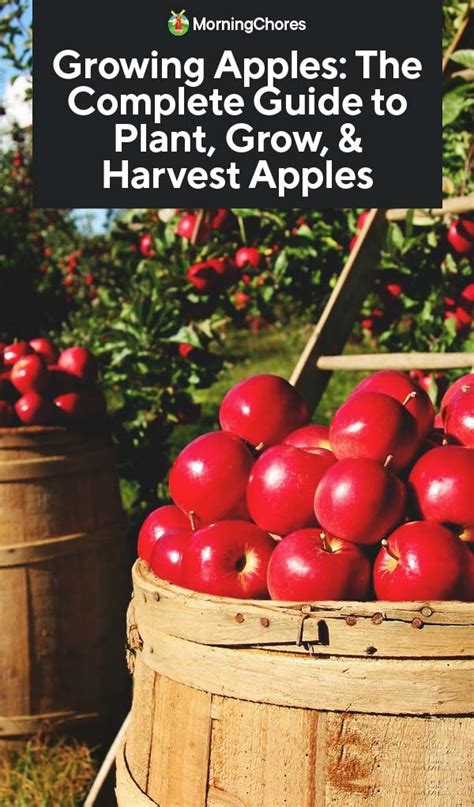 Growing Apple Trees The Complete Guide To Plant Grow Harvest