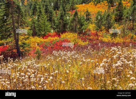 Beautiful fall foliage and colors at Mt. Rainier National Park in ...