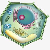 Print Matching Pairs Diferencias Entre Celulas Biolog A Tipos De