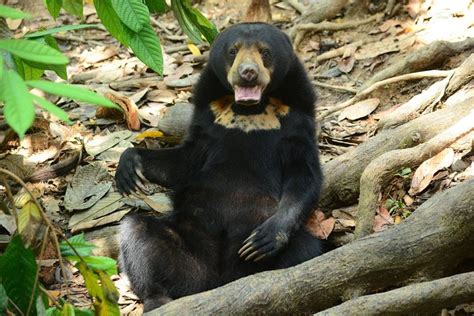 Bornean Sun Bear Conservation Centre Sepilok Orang Utan Rehab Center