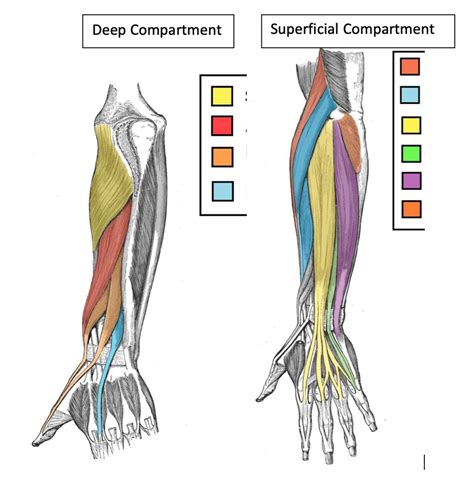 Forearm Pronation Muscles Tunersread