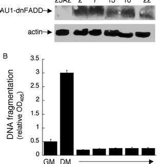 Expression Of Dominant Negative FADD Abrogates The Apoptosis Associated