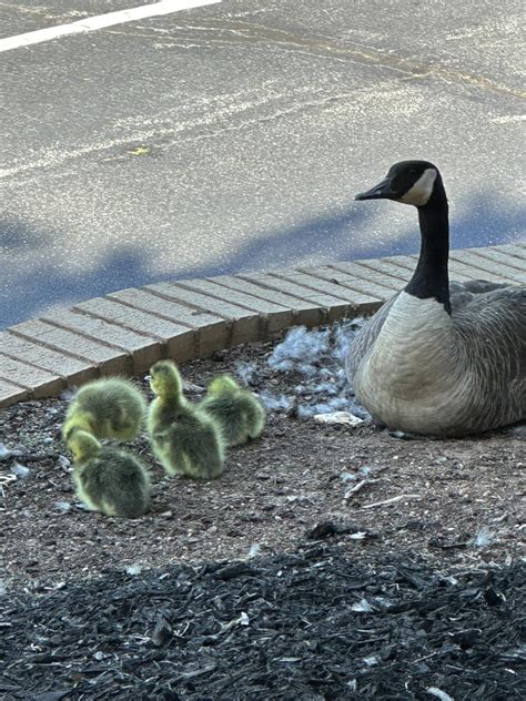 Mackey Funerals and Cremations at Century Drive | Greenville SC