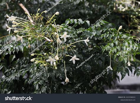 Tree Jasmine Indian Cork Tree Millingtonia Stock Photo 2225596933