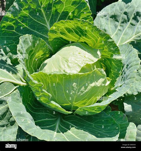 Cabbage Head High Resolution Stock Photography And Images Alamy