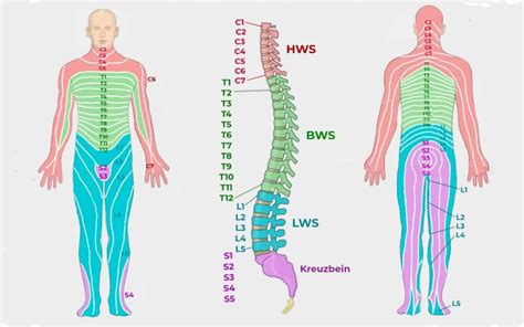 Bandscheibenvorfall Hws Symptome Behandlung Prognose