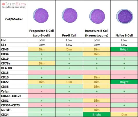 Normal B Cell Maturation LearnHaem Haematology Made Simple