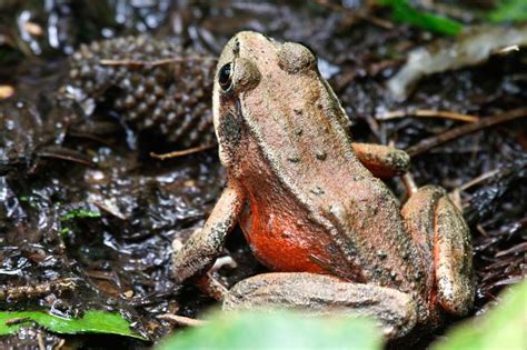 Northern Red Legged Frog Rana Aurora Trillium Falls Trail Redwood