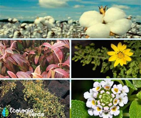 Plantas De Las Islas Galápagos Ecuador En Línea