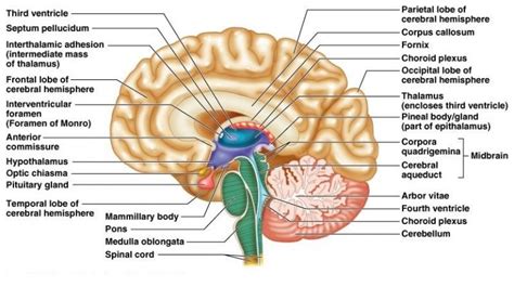 Diencephalon function, Thalamus, Metathalamus, Hypothalamus, Epithalamus and Subthalamus ...