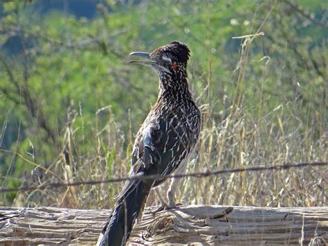 A Roadrunner in Arizona — Susan Kirby