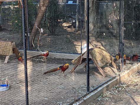 golden pheasant golf club 2